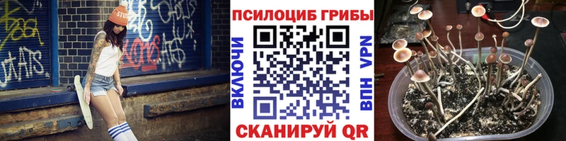 Галлюциногенные грибы Psilocybe  Бийск 