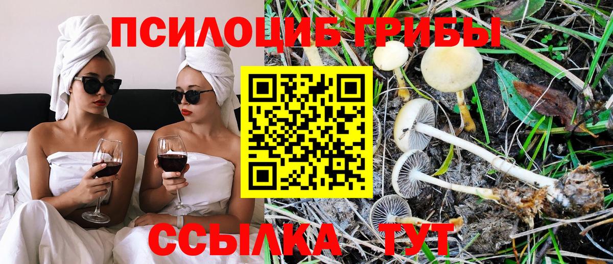 Псилоцибиновые грибы Cubensis Бийск
